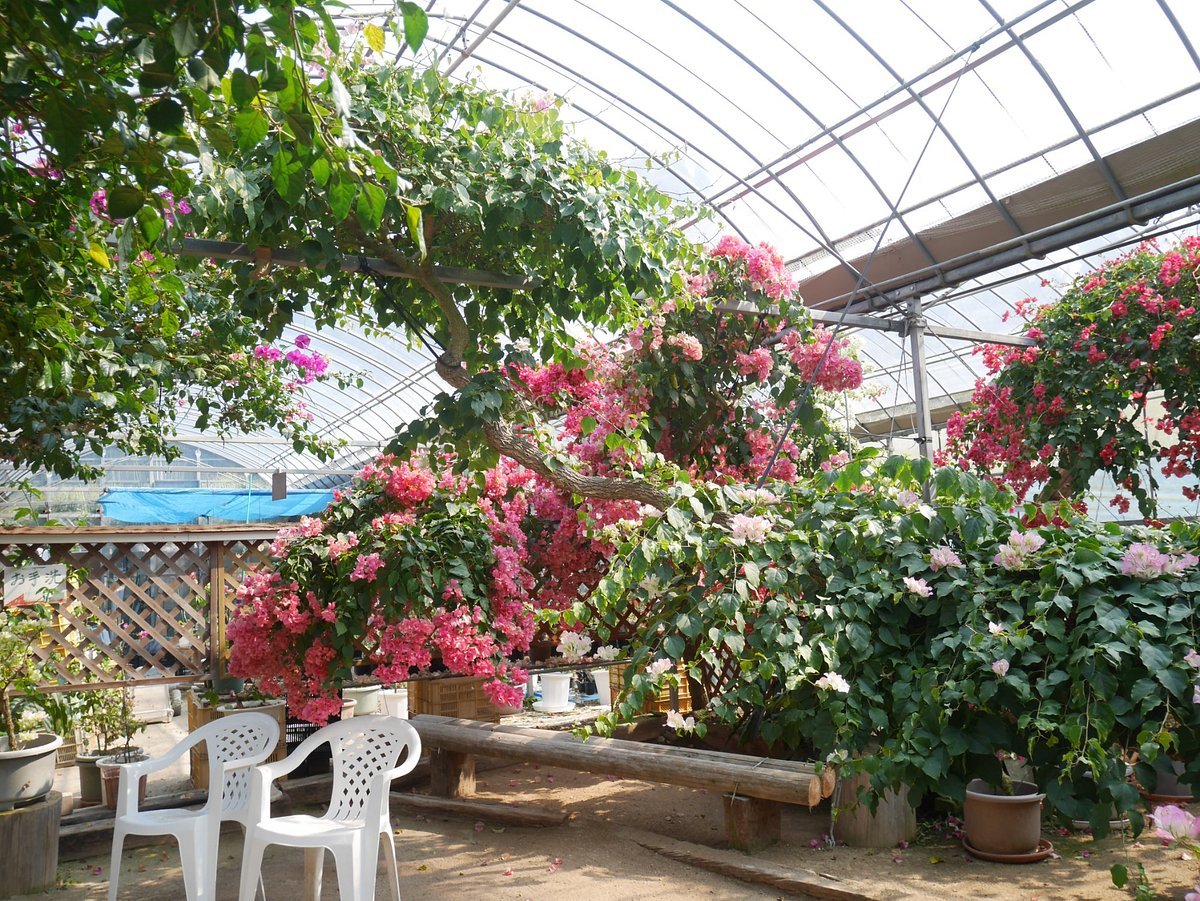 🏕️ 부겐빌레아의 숲(부겐 노 모리) 이미지 6